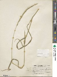 Elymus violaceus image