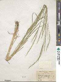 Elymus violaceus image