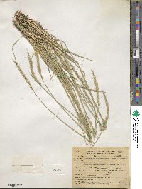 Elymus violaceus image