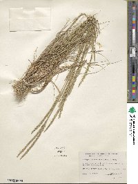 Elymus violaceus image