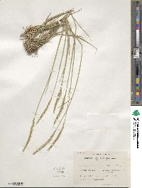 Elymus violaceus image