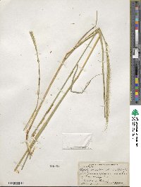 Elymus violaceus image