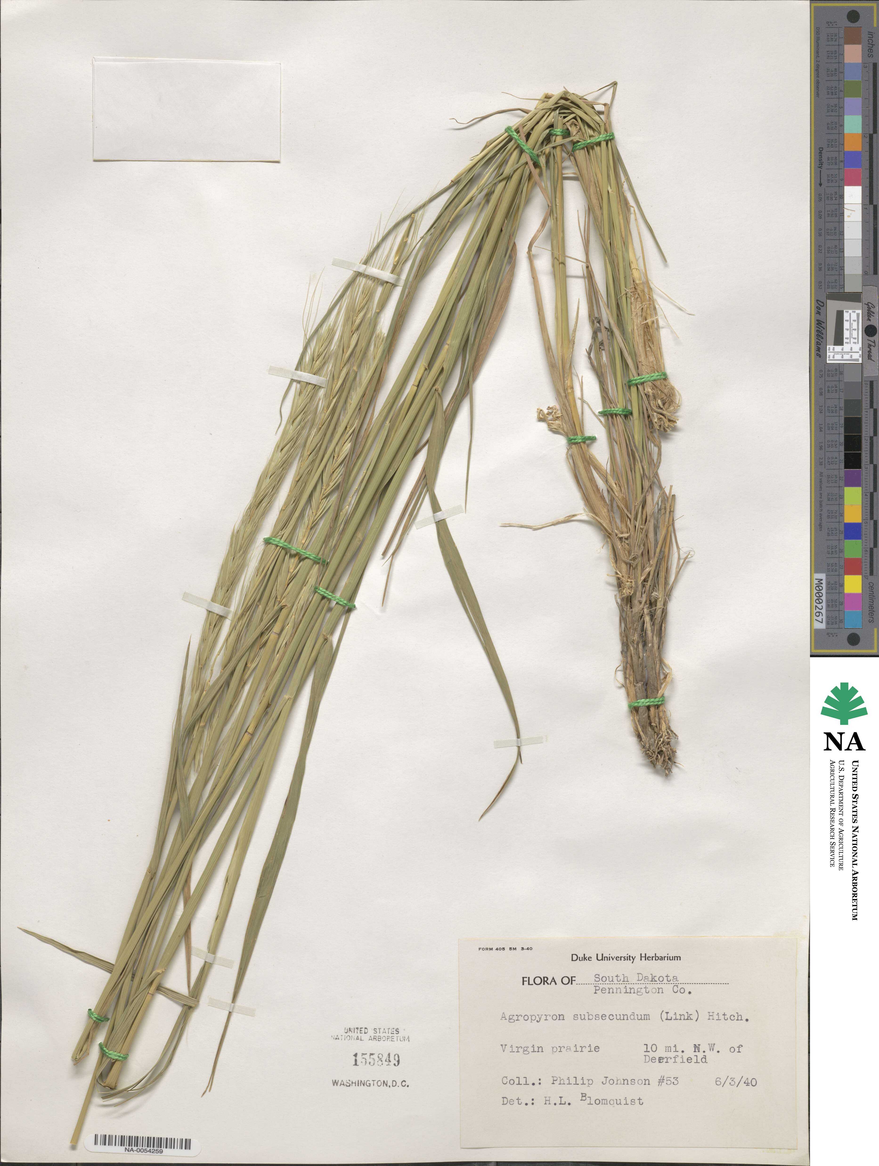 Elymus violaceus image