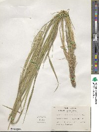 Elymus violaceus image