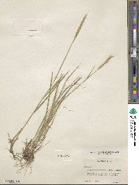 Elymus violaceus image