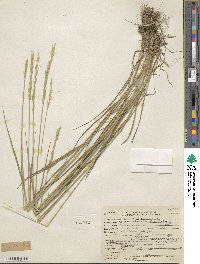 Elymus violaceus image