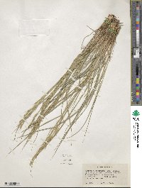 Elymus violaceus image