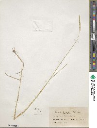 Elymus violaceus image