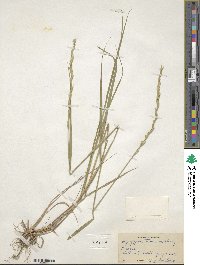 Elymus violaceus image