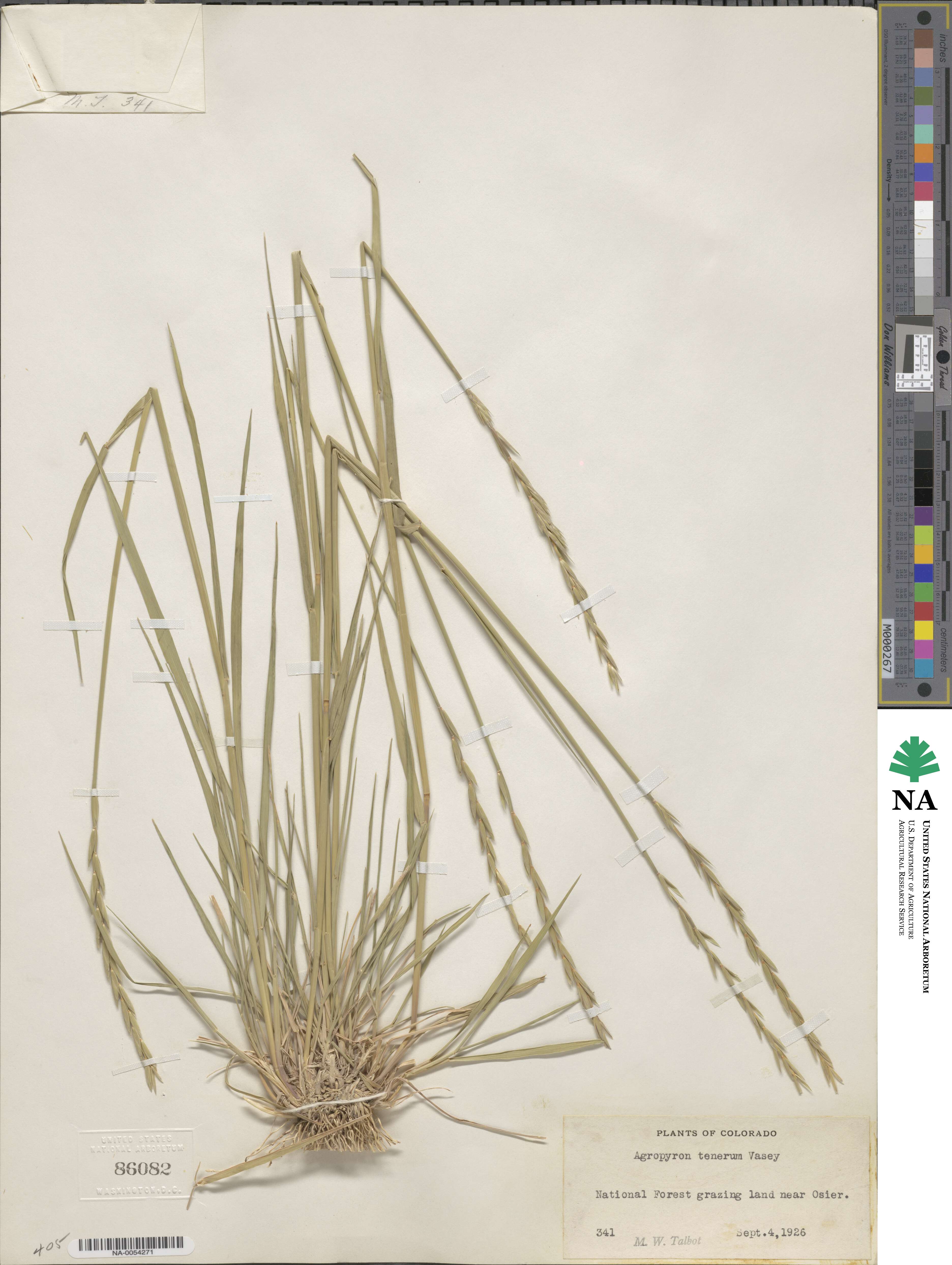 Elymus violaceus image