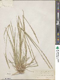 Elymus violaceus image