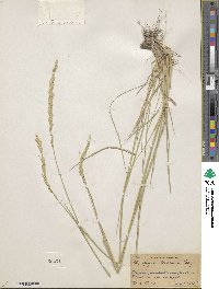 Elymus violaceus image