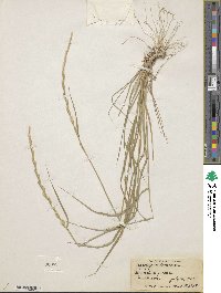 Elymus violaceus image