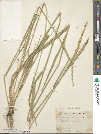 Elymus violaceus image