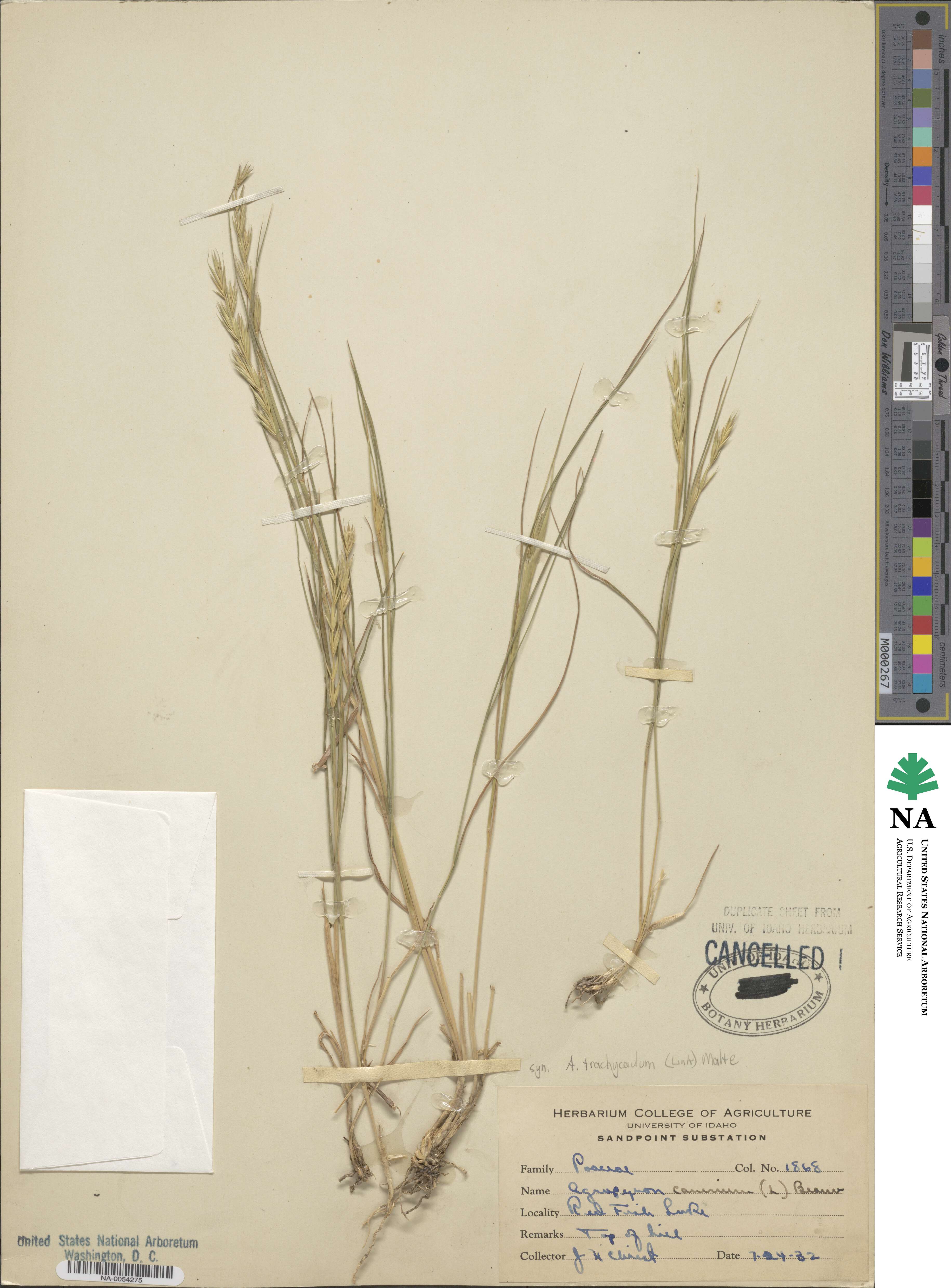 Elymus violaceus image