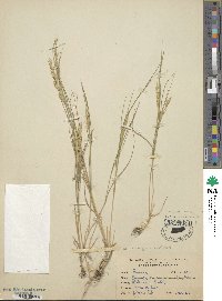 Elymus violaceus image