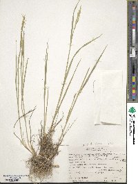 Elymus violaceus image