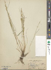 Elymus violaceus image