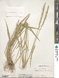 Elymus violaceus image