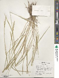 Elymus violaceus image