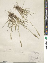 Elymus violaceus image