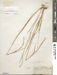 Elymus violaceus image