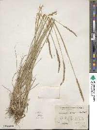 Elymus violaceus image