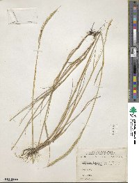 Elymus violaceus image