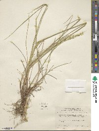 Elymus violaceus image