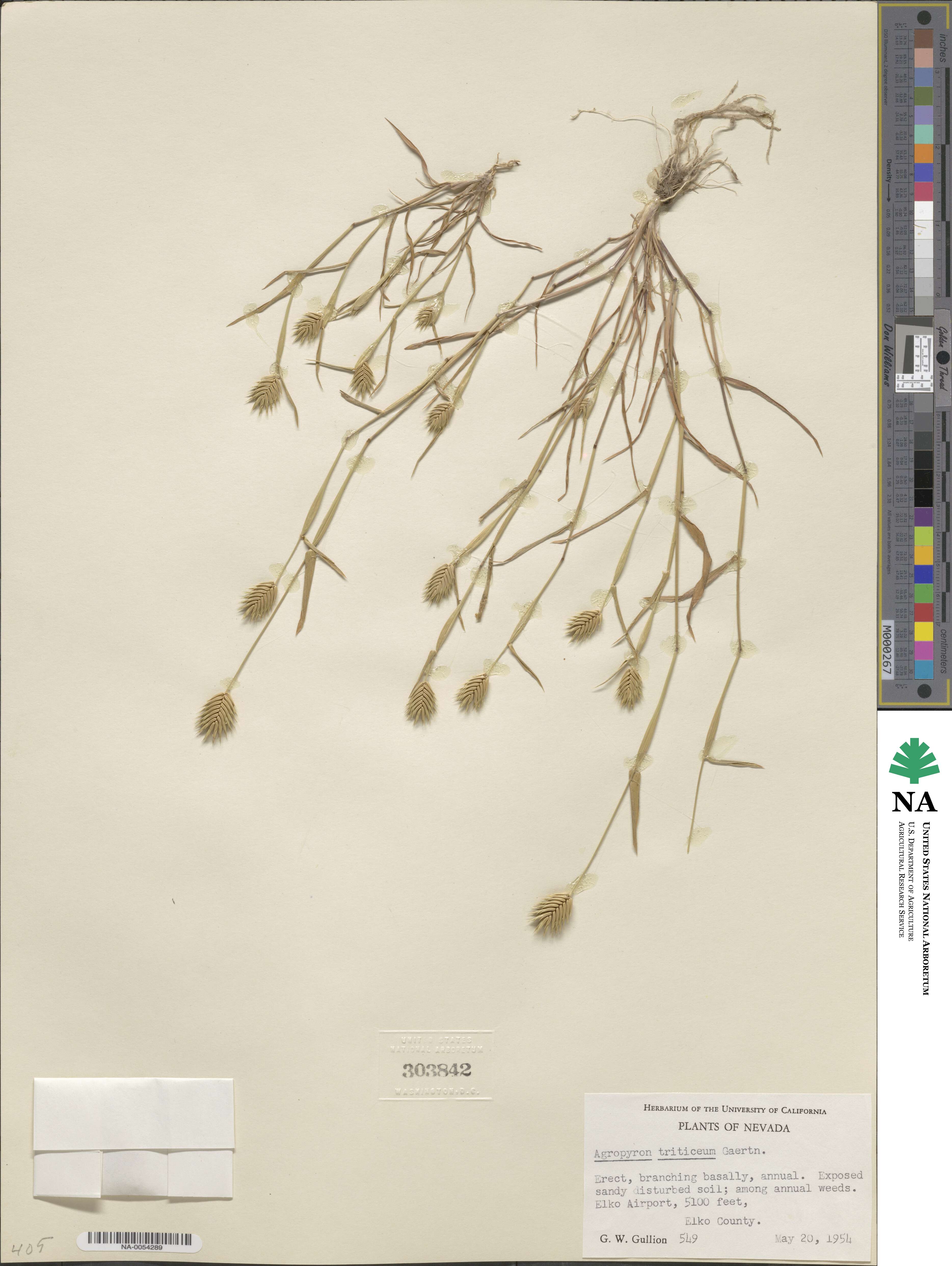 Eremopyrum triticeum image