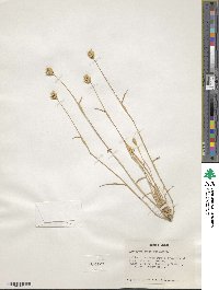 Eremopyrum triticeum image