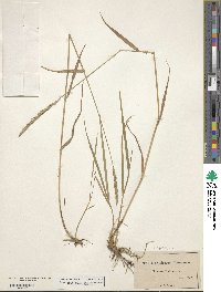 Elymus violaceus image