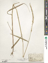 Elymus violaceus image