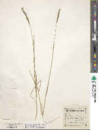 Elymus violaceus image