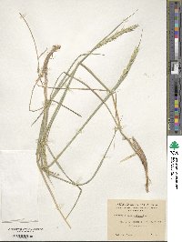 Image of Elymus magellanicus