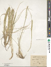 Elymus magellanicus image