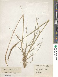 Elymus magellanicus image