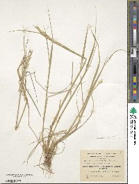 Elymus magellanicus image