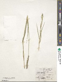 Elymus magellanicus image