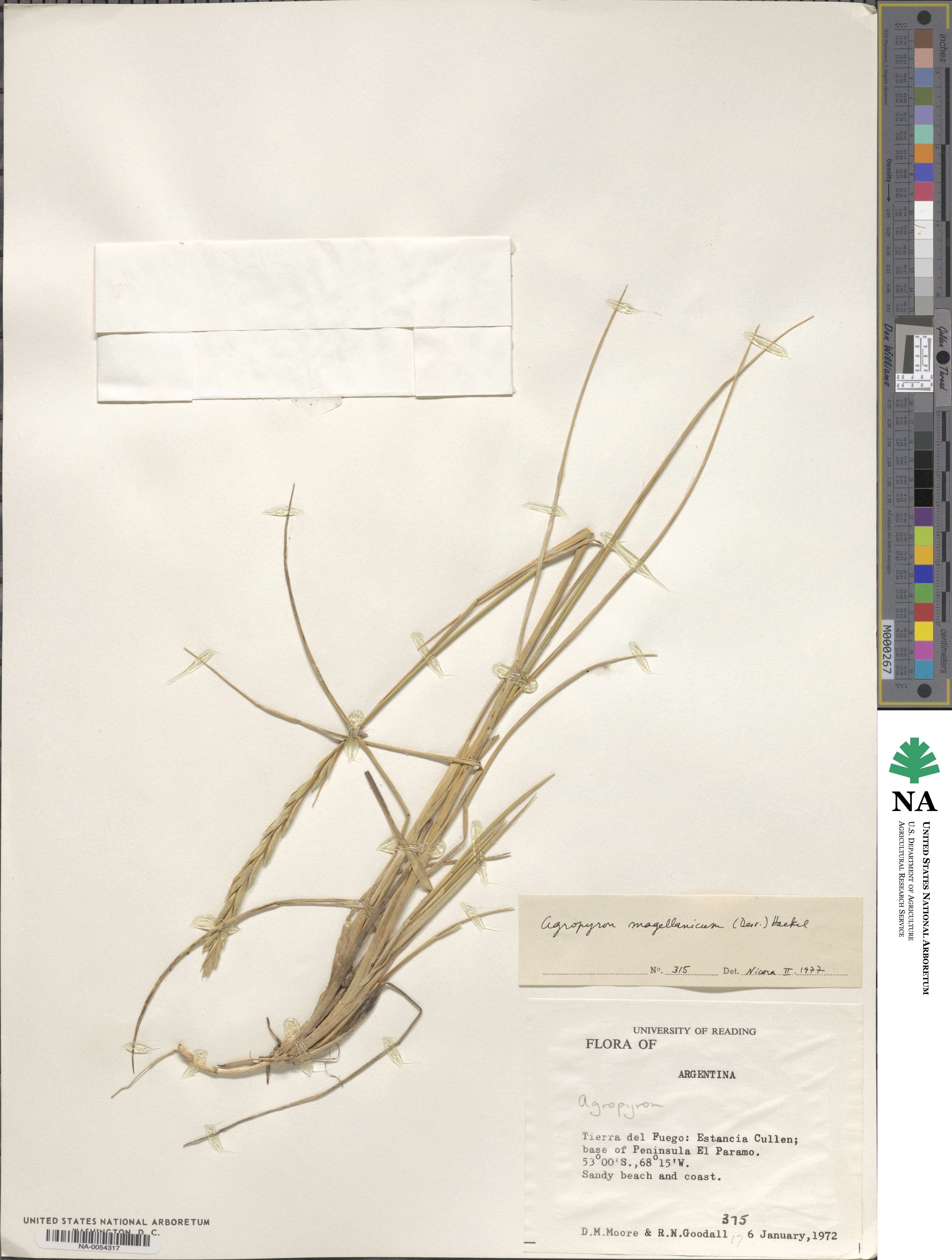 Elymus image