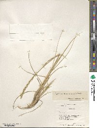 Elymus magellanicus image