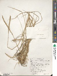 Elymus magellanicus image