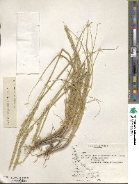 Elymus magellanicus image