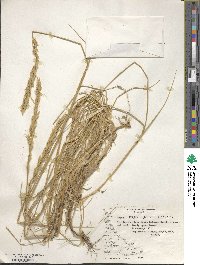 Elymus magellanicus image