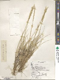 Elymus magellanicus image