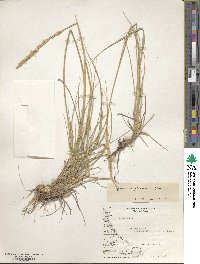 Elymus magellanicus image