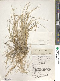 Elymus magellanicus image