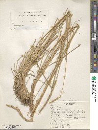 Elymus magellanicus image