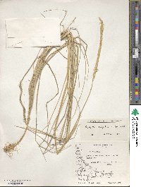 Elymus magellanicus image