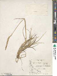 Elymus magellanicus image